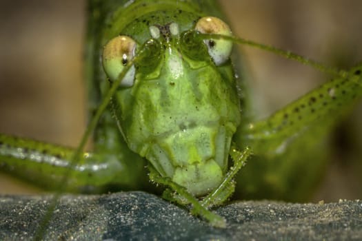 face-to-face to locust, macro photo was taken in the South of Russia in Volgograd