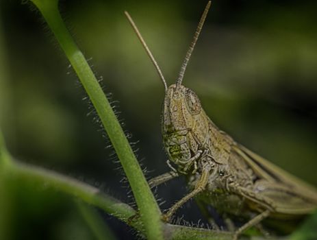 Macrophotography grasshopper, locusts in the grass macro green background