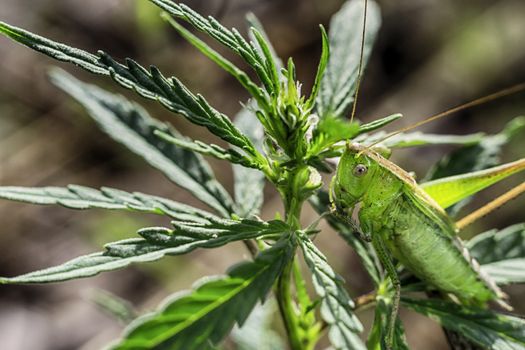 Macrophotography grasshopper, locusts in the grass macro green background