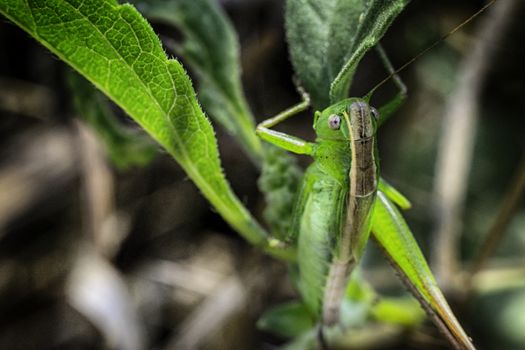 Macrophotography grasshopper, locusts in the grass macro green background