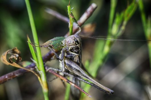 Macrophotography grasshopper, locusts in the grass macro green background