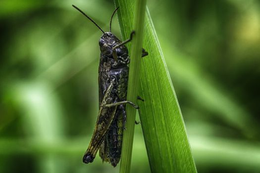 Macrophotography grasshopper, locusts in the grass macro green background