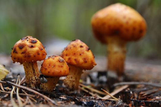 Mushrooms and Moss in the forest in autumm
