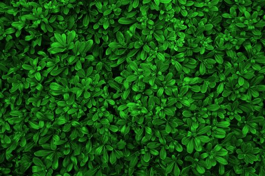 Green Leaves background real photo big size