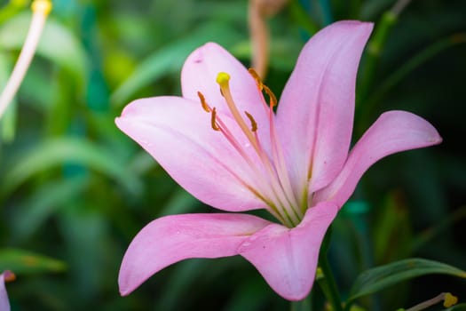 The background image of the colorful flowers, background nature