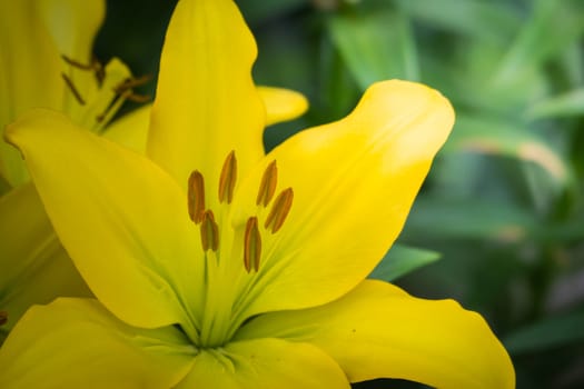 The background image of the colorful flowers, background nature