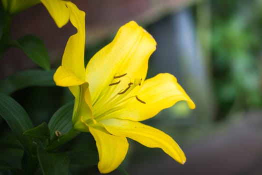 The background image of the colorful flowers, background nature