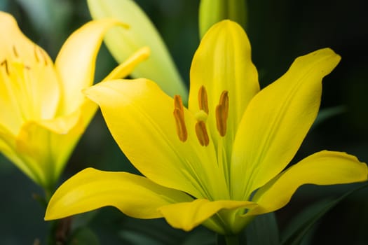 The background image of the colorful flowers, background nature