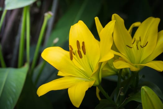 The background image of the colorful flowers, background nature