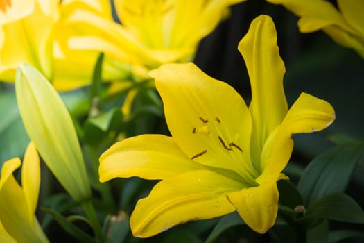 The background image of the colorful flowers, background nature