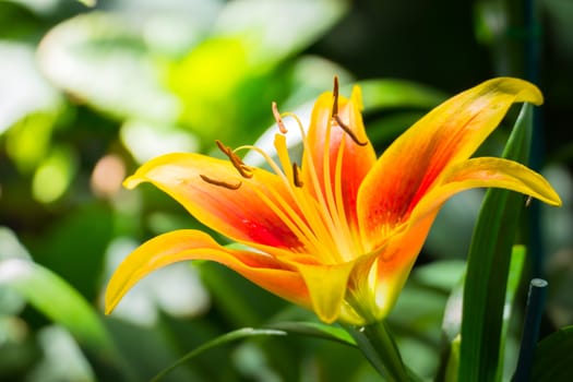 The background image of the colorful flowers, background nature