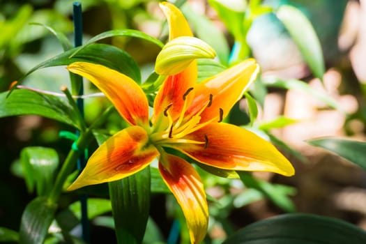 The background image of the colorful flowers, background nature