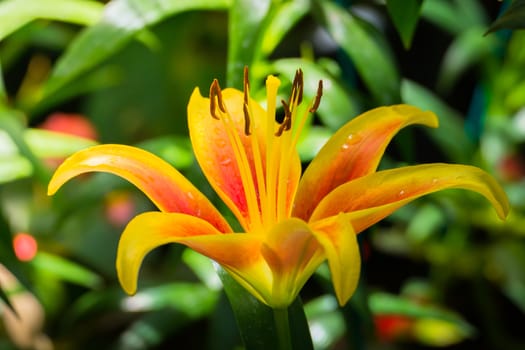 The background image of the colorful flowers, background nature