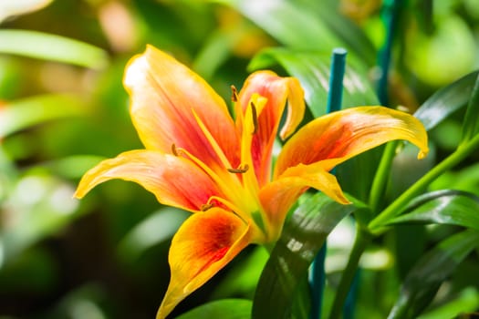 The background image of the colorful flowers, background nature