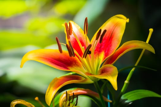 The background image of the colorful flowers, background nature