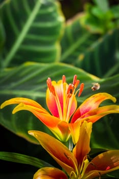 The background image of the colorful flowers, background nature