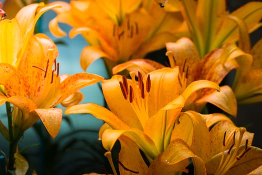 The background image of the colorful flowers, background nature