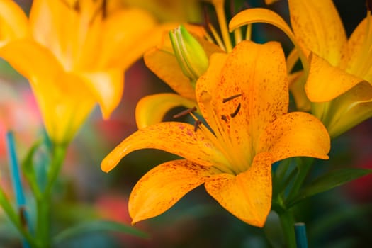 The background image of the colorful flowers, background nature