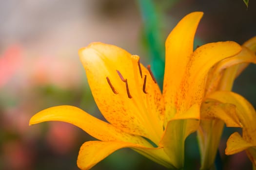 The background image of the colorful flowers, background nature