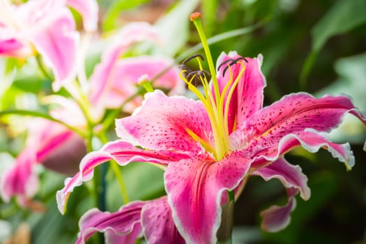 The background image of the colorful flowers, background nature