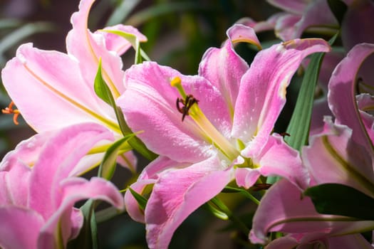 The background image of the colorful flowers, background nature