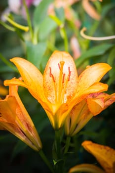 The background image of the colorful flowers, background nature