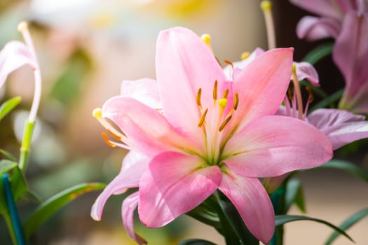 The background image of the colorful flowers, background nature