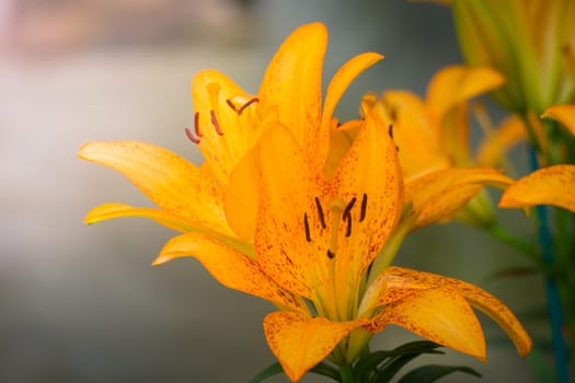 The background image of the colorful flowers, background nature