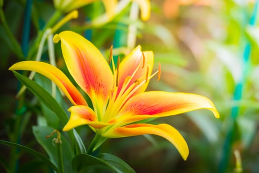 The background image of the colorful flowers, background nature