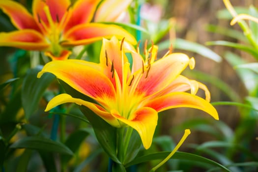 The background image of the colorful flowers, background nature