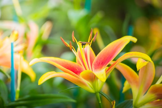 The background image of the colorful flowers, background nature