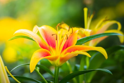 The background image of the colorful flowers, background nature