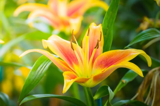 The background image of the colorful flowers, background nature