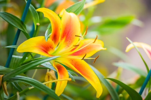 The background image of the colorful flowers, background nature