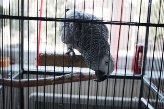 Home pet african grey parrot sitting on a cage. Talking parrot.