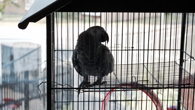 Home pet african grey parrot sitting on a cage. Talking parrot.