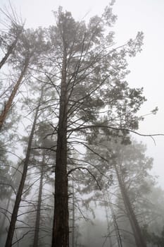 Tall pine trees in fog, trees in forest, warm light and fog