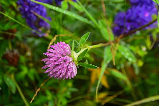 Close-up of Red Clover with dew drops. Floral background-clover in drops of dew