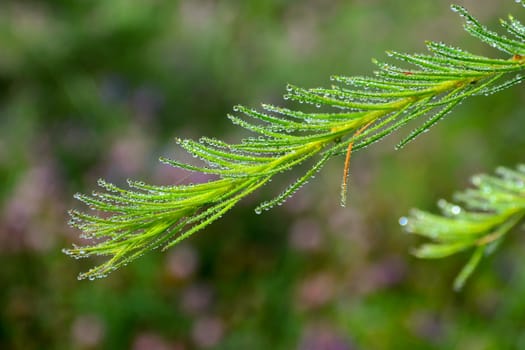Close up of morning dew drops on green larch (fir) needles. Close-up of dew drops on larch (fir) needles on fresh green background.