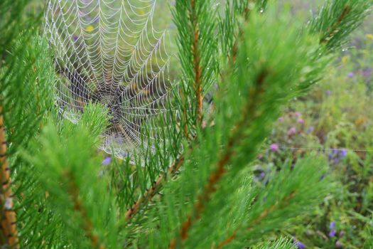 Large and neat cobweb in the pine branches