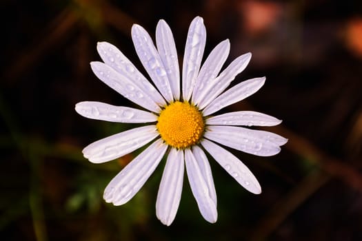 Head of daisy flower with white petals and yellow center on dark background, view from above