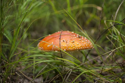 mushroom fly agaric in the grass, forest mushroom, poison mushroom, amanita background