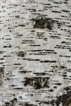 White birch bark, closeup background texture