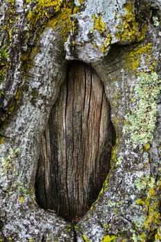 Dark hollow of old birch tree close-up. Birch tree bark texture. Damage to the bark of a tree like a portal or door.