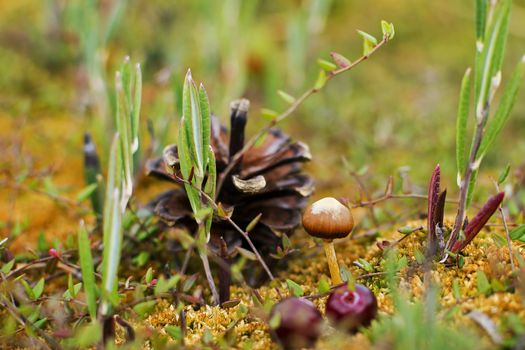 Red berries with mushroom, pinecone and moss.