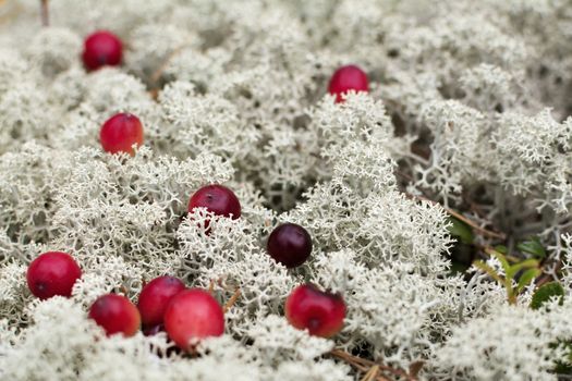 Red berry on forest ground white moss in autumn day