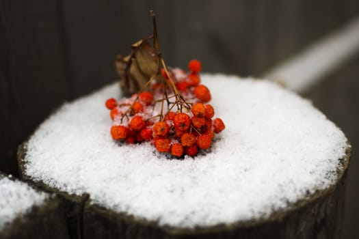 A red rowan-berry branch lies on the brown stump and first snow