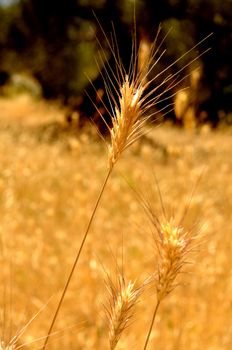 Golden spikes in the field, vertical