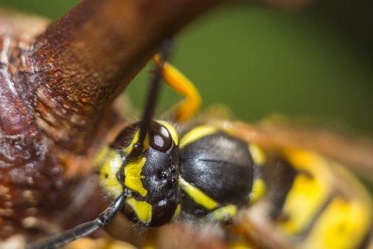 wasp on a black background insect macro wild