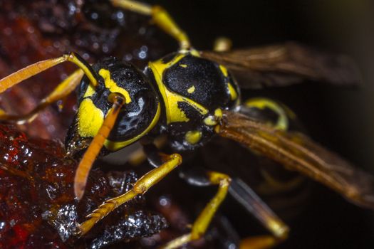 wasp on a black background insect macro wild